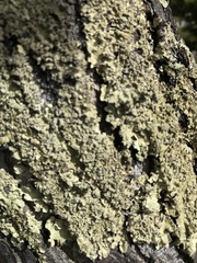 Flavopunctelia flaventior