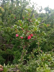 Fuchsia lycioides