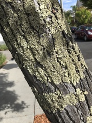 Flavopunctelia flaventior