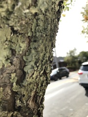 Flavopunctelia flaventior