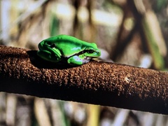 Hyla intermedia
