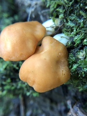 Cuphophyllus pratensis