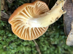 Cuphophyllus pratensis