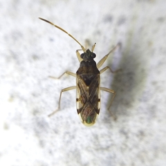 Rhyparochrominae