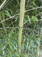 Phyllostachys