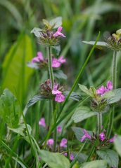 Clinopodium vulgare