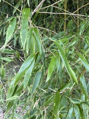 Phyllostachys