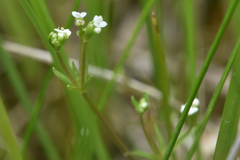 Galium
