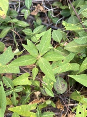 Acalypha virginica