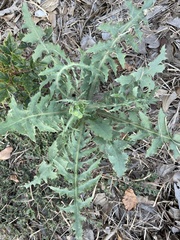 Sonchus