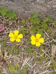 Oxalis conorrhiza