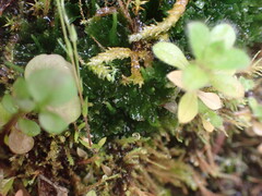 Anthoceros