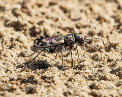 Cicindela formosa