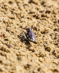 Cicindela scutellaris