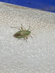Closterotomus