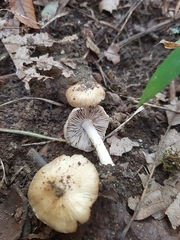 Pseudosperma sororium