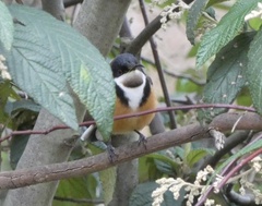 Acanthorhynchus tenuirostris