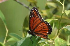 Limenitis archippus floridensis