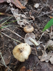 Pseudosperma sororium