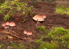 Mycena haematopus