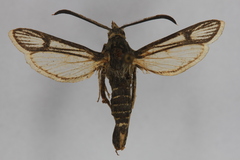 Carmenta haematica