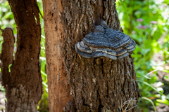 Phellinus igniarius