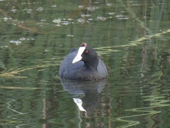 Fulica cristata
