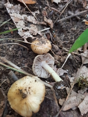 Pseudosperma sororium