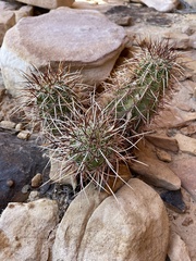 Echinocereus engelmannii engelmannii