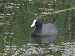 Fulica cristata