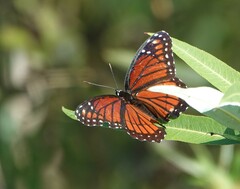 Limenitis archippus floridensis