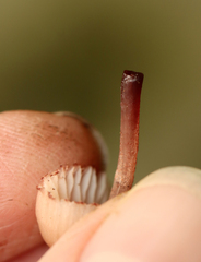 Mycena haematopus