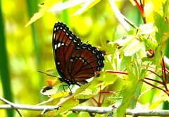 Limenitis archippus floridensis