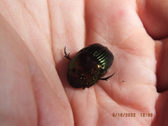 Phanaeus igneus