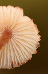 Mycena haematopus