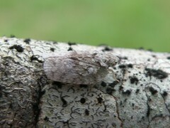 Flatoidinus punctatus
