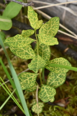 Cronartium comandrae