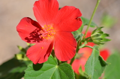 Hibiscus martianus