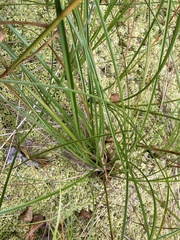 Scirpus cyperinus