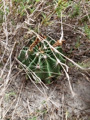 Hamatocactus setispinus