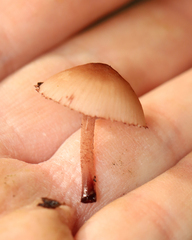 Mycena haematopus