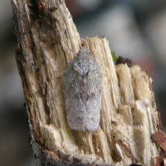 Flatoidinus punctatus