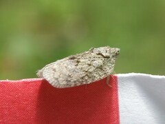 Flatoidinus punctatus