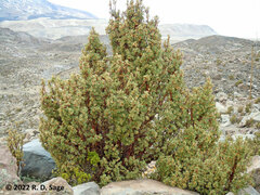 Polylepis tarapacana