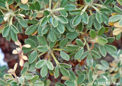 Polylepis tarapacana