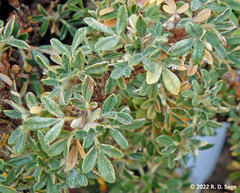 Polylepis tarapacana