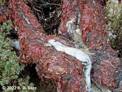 Polylepis tarapacana