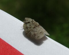 Flatoidinus punctatus
