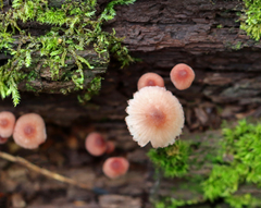 Mycena haematopus