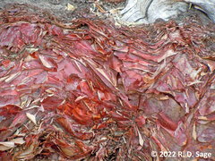 Polylepis tarapacana